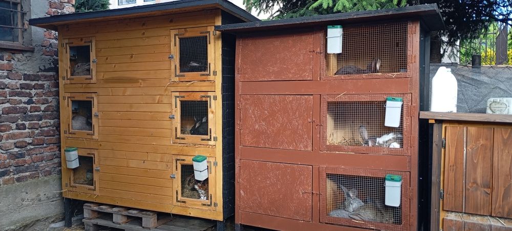 Klatki króliki hodowla