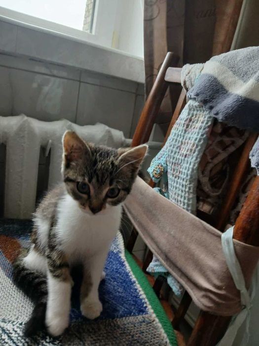 Киця шукає люблячу родину