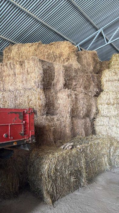 Feno de sorgo e de mistura