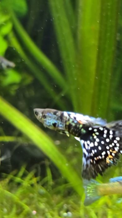 Gupik Blue Tiger King Cobra

Sprzedaje młode osobniki Wybarwiające się