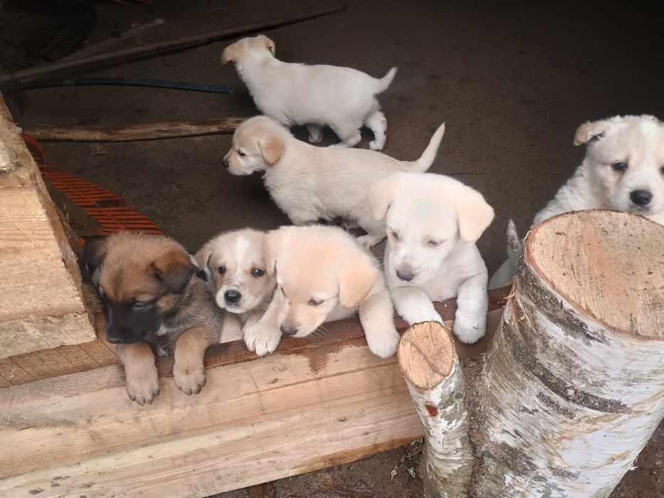 віддам в добрі руки цуциків