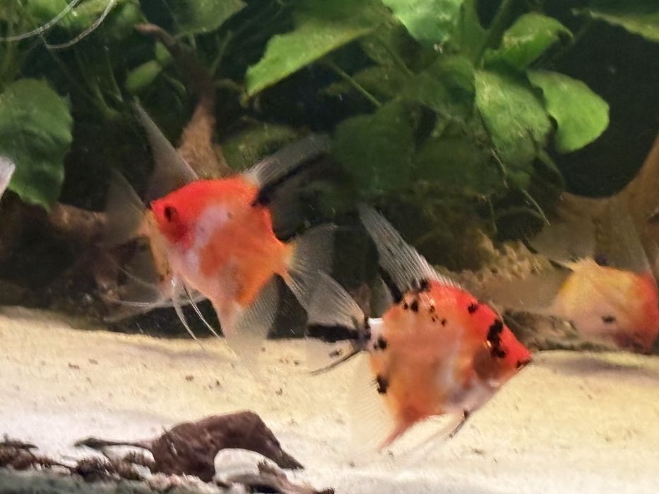 Skalary red devil