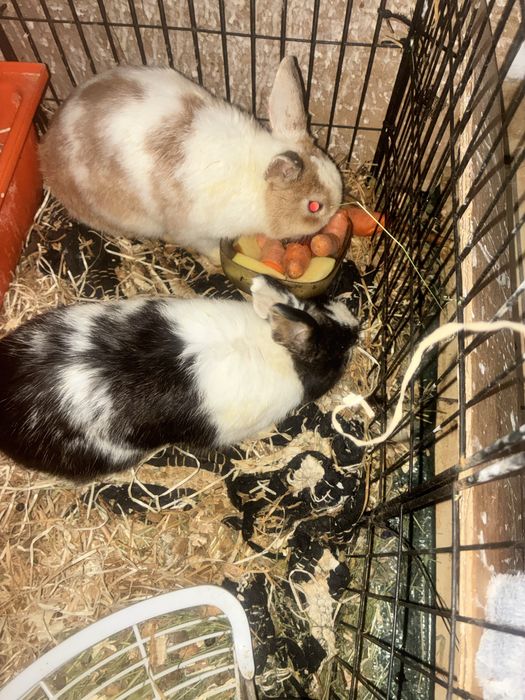 Oddam w dobre ręce 2 króliczki