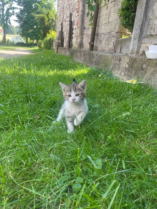 oddam kotki w dobre ręce