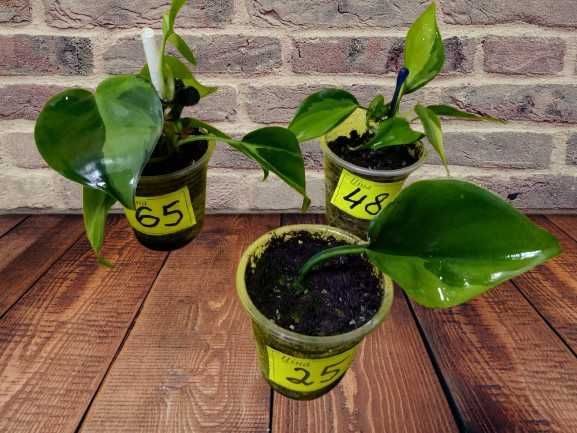 Філодендрон Бразіл