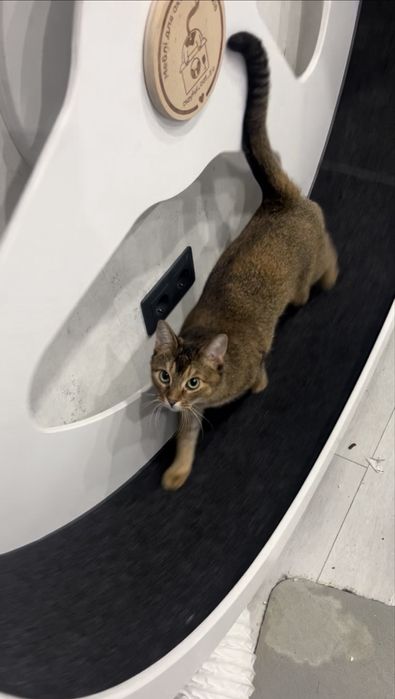 Безшумне бігове колесо 130 см для котів, тхорів, норок і т.д