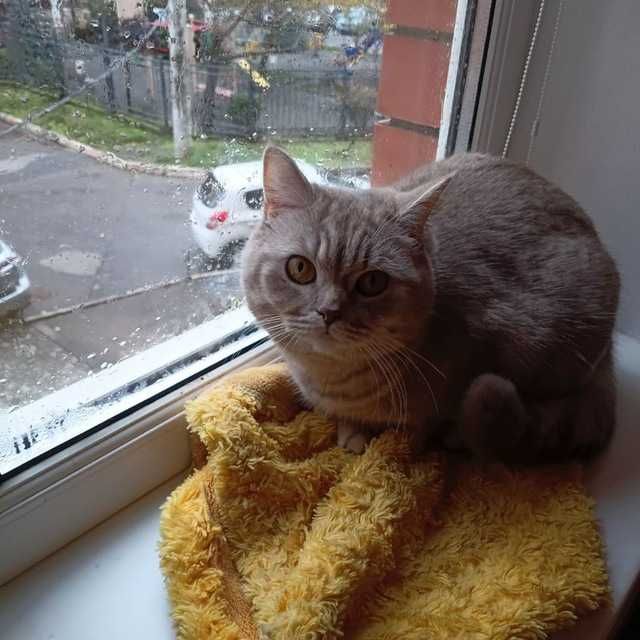 Кошка Шотландская