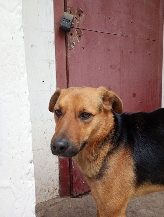 Шукаю господаря і друга.