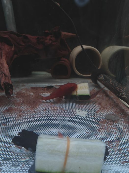 Ancistrus long fin / lemon / snow white