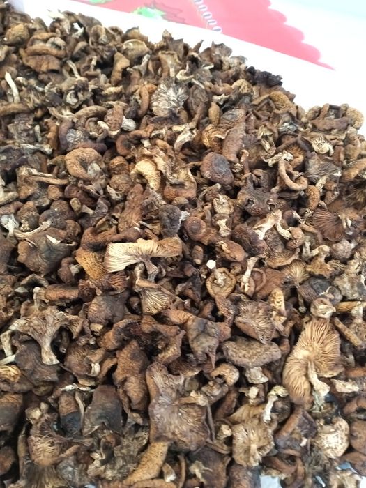 Dobrze wysuszone grzyby opieńki