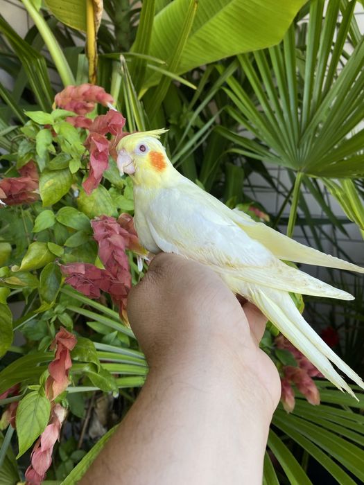 Caturra domesticada amarela com face vermelha