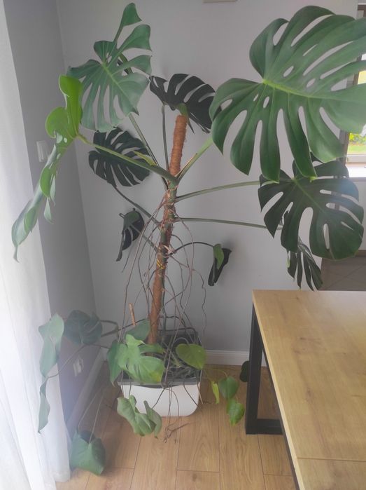 Piękna duża Monstera 180cm