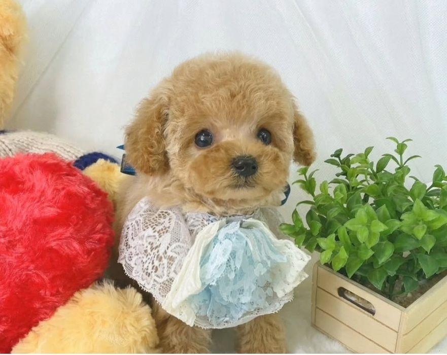 Той пудель дівчинка