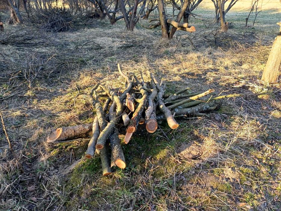Drewno śliwowe, idealne do wędzenie sprzedam