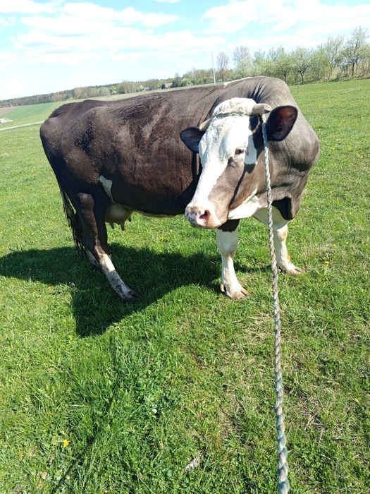 Krowa cielną 4 miesiące