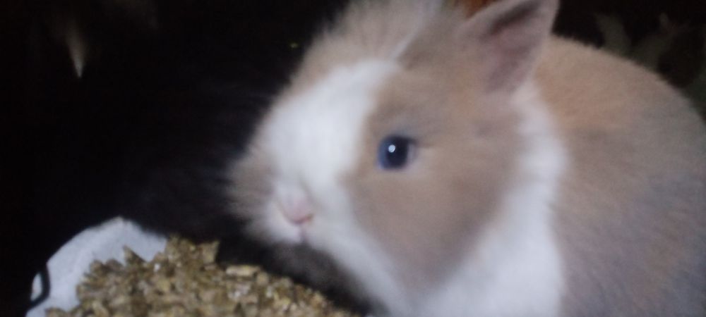 Мінні мінні кролик коротковухий