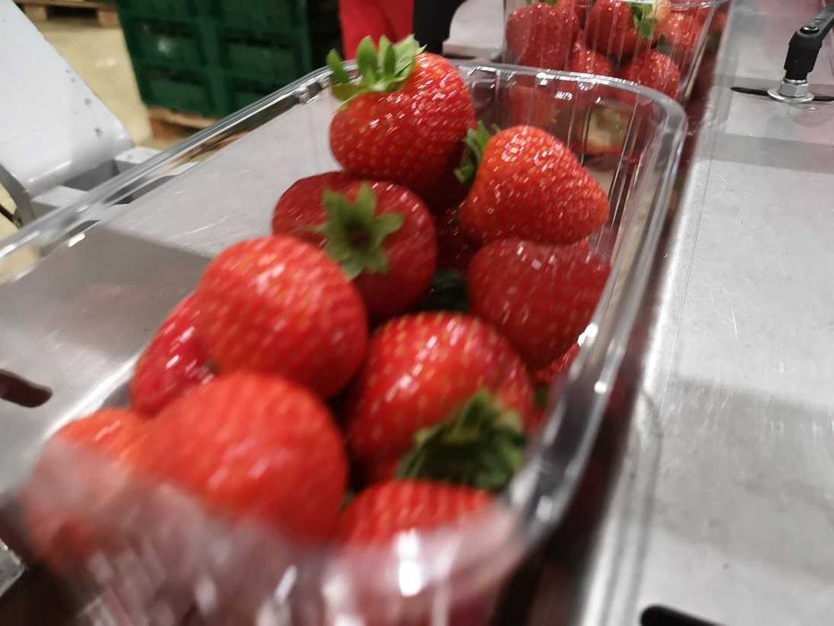 Maszyna flowpack do pakowania włoszczyzny, marchwi, papryki wynajmę.