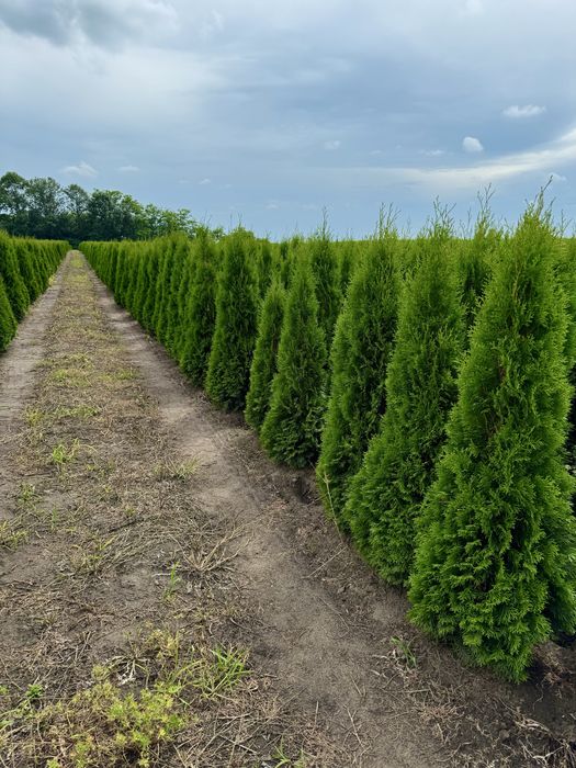 Gesta Tuja Szmaragd 160-170cm Producent Dostawa Sadzenie
