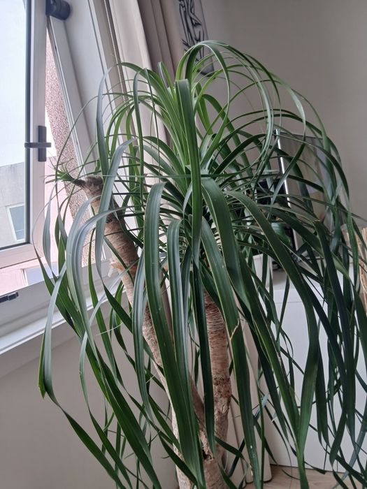 Planta Neolina Beaucarnea gigante e centenária maravilhosa. Bonsai maravilhoso.
