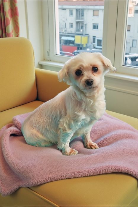 MALTAŃCZYK dorosła suczka TYLKO na kolanka