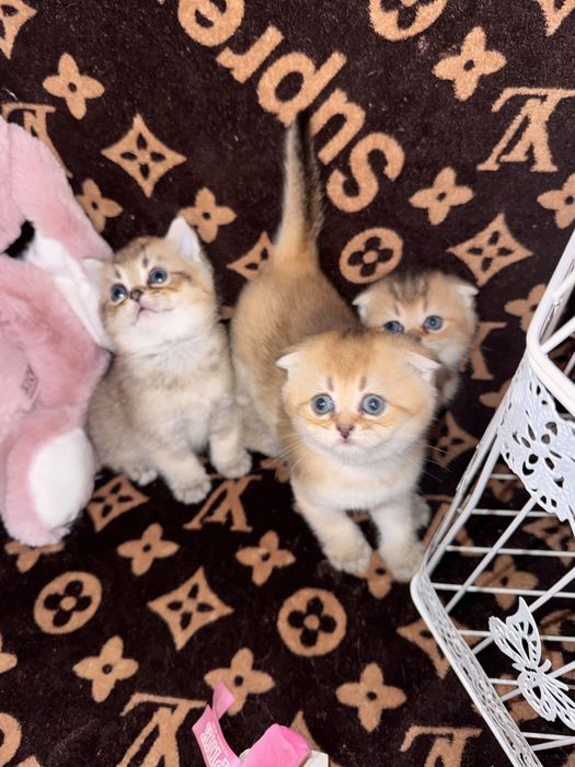 Золота шиншила коти,кішечки,кошенята