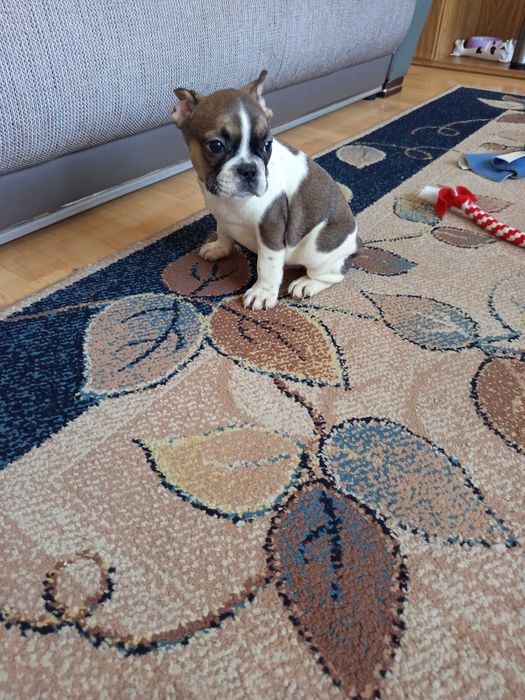 Buldog Francuski polecam !