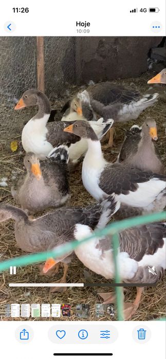 Gansos novos deste ano, aceito reservas!