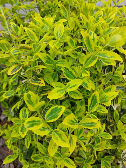Деревовидний піон, самшит, хеномеліс, лаванда, форзиція, бересклет, дейція...