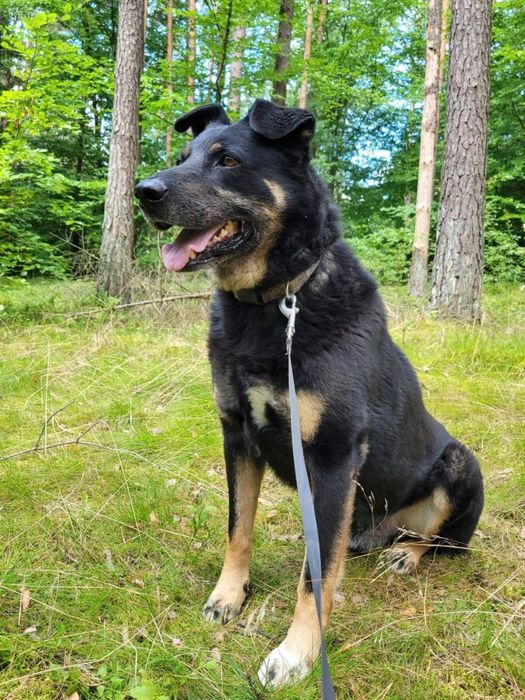 Dostojny pies szuka domu  / do adopcji