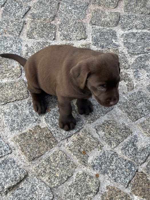 Labrador retriever com lop