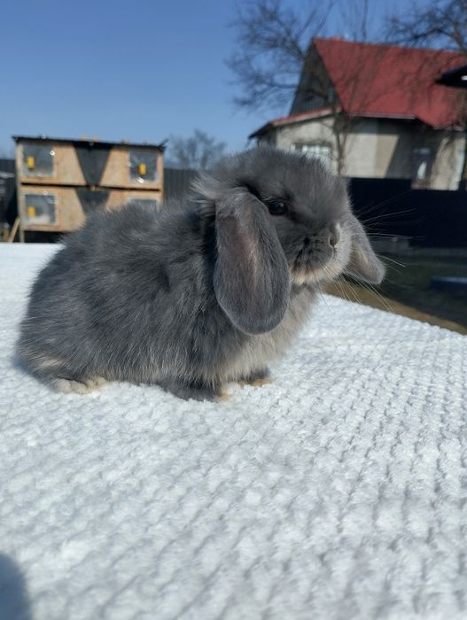 Декоративні кролики