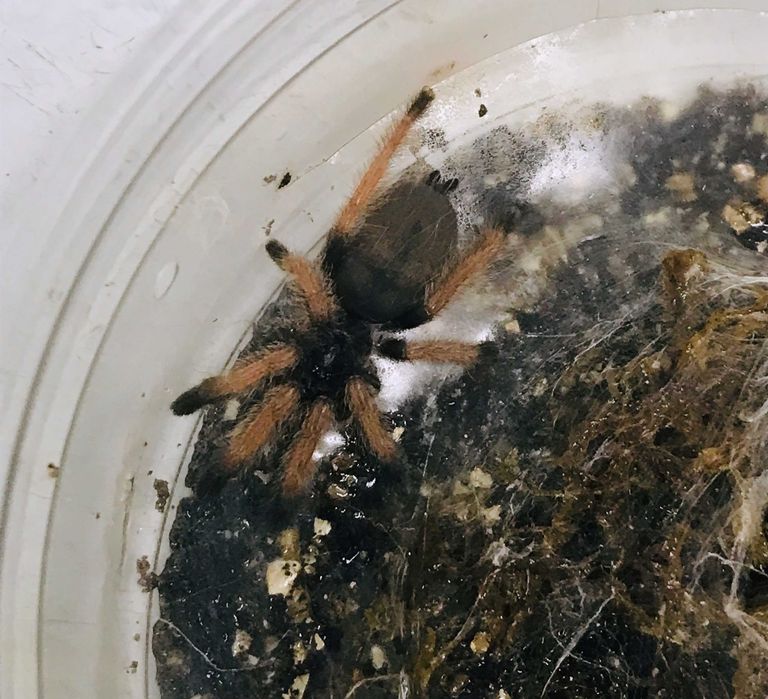 Pająk Psalmopoeus pulcher, Panama blonde GRUBY KOCUR sklep zoologiczny