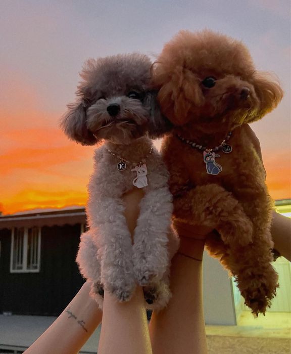 Наші малюки зачарують найвибагливіших Той та тікап пуделята