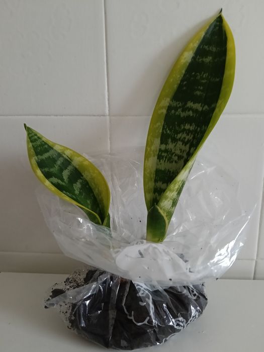 Rebentos Espada de Santa Bárbara