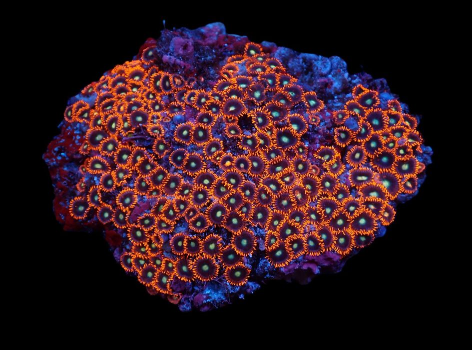 Zoanthus spp. (Czerwono-Pomarańczowy) kolonia ok. 26-30 główek