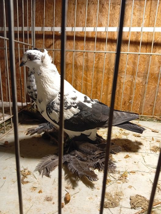 Gołębie Widyny Koroniate