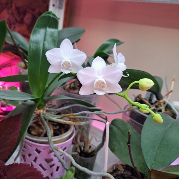 Домашні орхідеї сортові