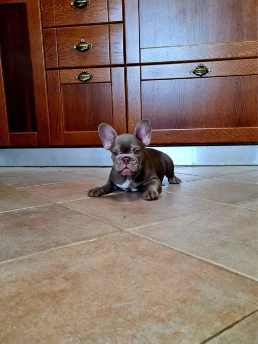 Excelente Bulldog/Bouledogue Francês de Qualidade