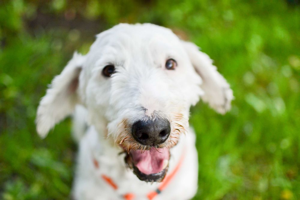 Bingo - pies w typie owczarka nizinnego do adopcji!