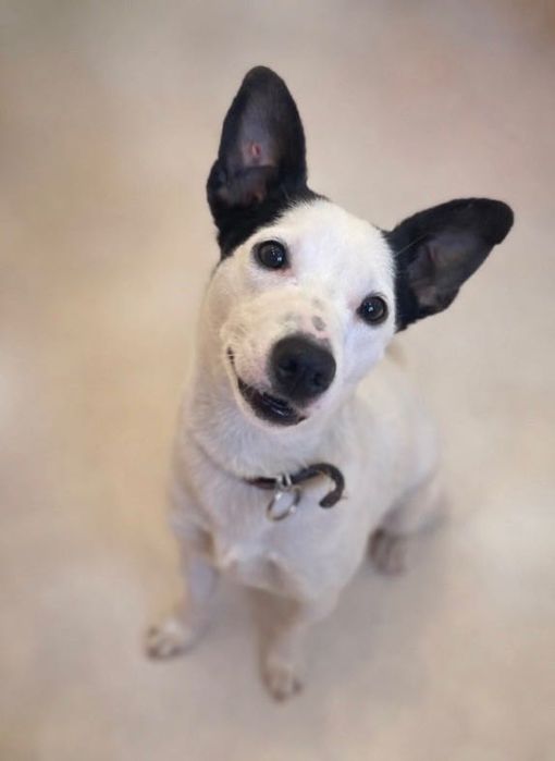 Галушка. Стерилізована, вакцинована.з евакуації