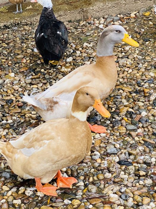 Ovos de pato de varias racas: corredor indiano/canard orpington
