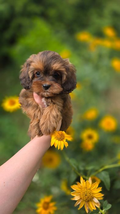 UNIKAT, jedyna księżniczka w Polsce, mini XXS maleńka i urocza suczka cavapoo sable wyprawka, hodowla z tradycją, badania