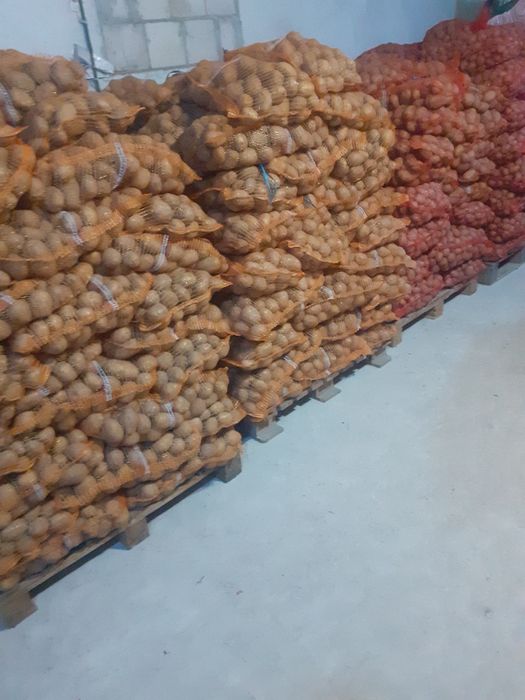 Ziemniaki jadalne  Melody Jurek