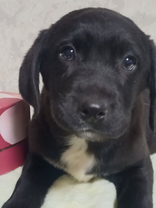 Цуценята лабрадори