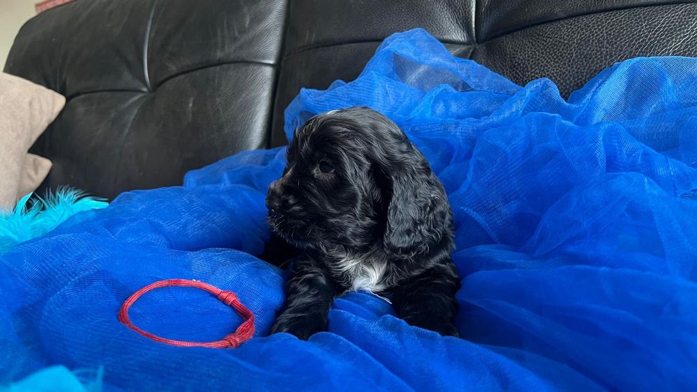 Cocker spaniel inglês