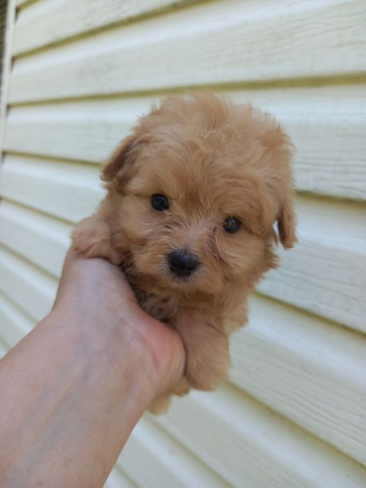 Чарівна дівчинка  2,5  місяці