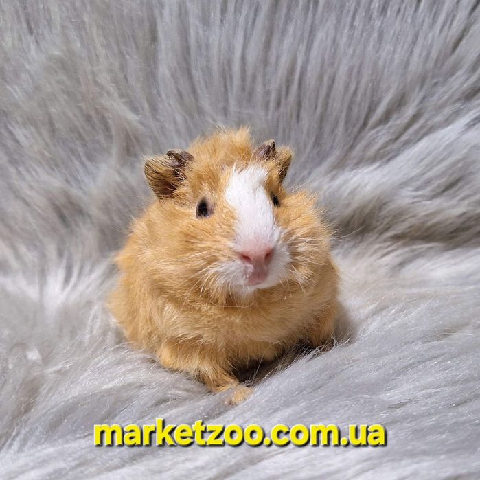 Ваш ідеальний вихованець вже чекає на вас!