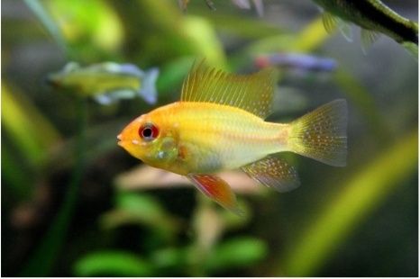 Ramirezi gold 3cm
