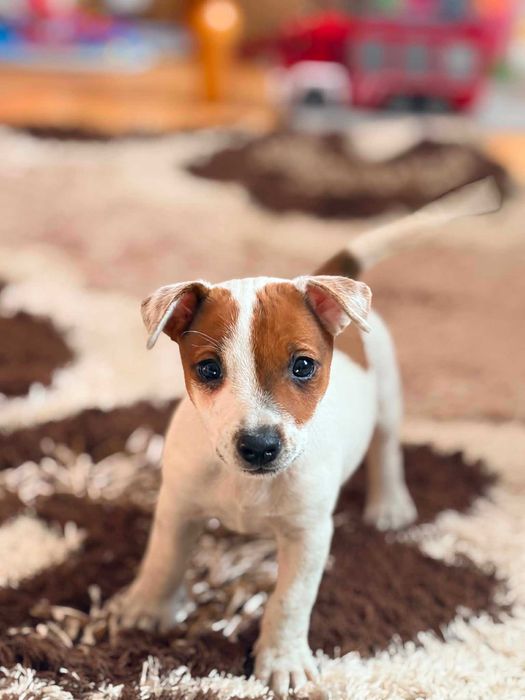 Piesek Jack Russell terrier