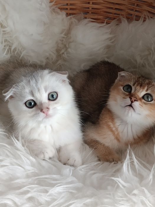 Шотландські котодітки